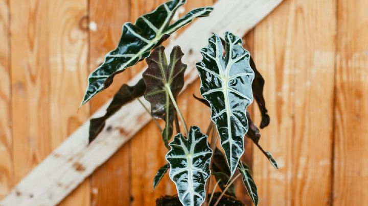 Cómo cuidar tu planta Alocasia Polly y hacer que luzca radiante en tu hogar