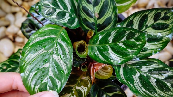 Calathea makoyana: La joya fácil de cuidar para tu decoración de interiores