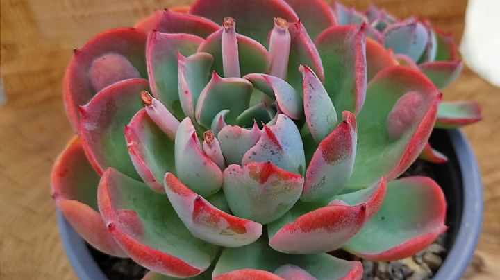 Echeveria Raindrops: Cuidados de la suculenta gotas de lluvia