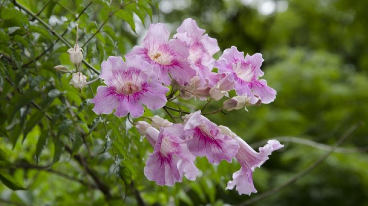 Bignonia rosa: guía de cuidados para que tu planta luzca rozagante y brinde sus mejores flores