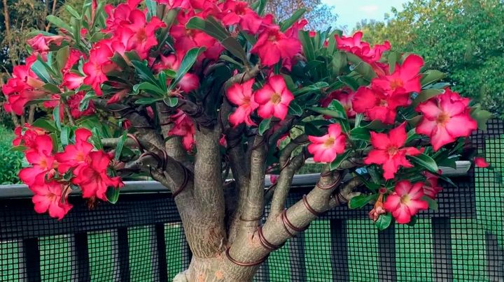 Rosa del desierto: guía de cuidados para que luzca rozagante todo el año
