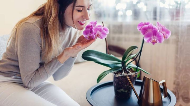5 plantas coloridas y fáciles de cuidar que son ideales para decorar y alegran tus ambientes