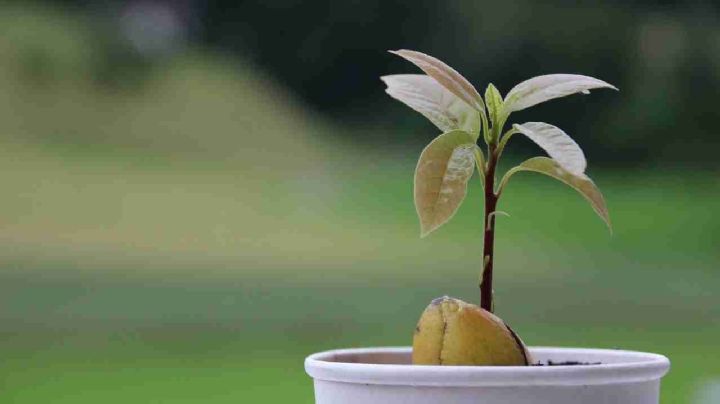Este el truco definitivo para germinar semillas de palta y lograr una planta espectacular
