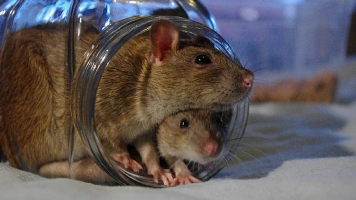 3 trucos infalibles para ahuyentar ratas y ratones del hogar