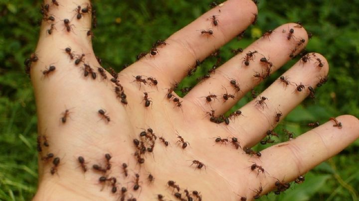 Erradica las hormigas de tu casa, patio o jardín con este remedio casero