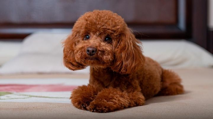 Caniche toy: características y curiosidades de un mini perro muy inteligente