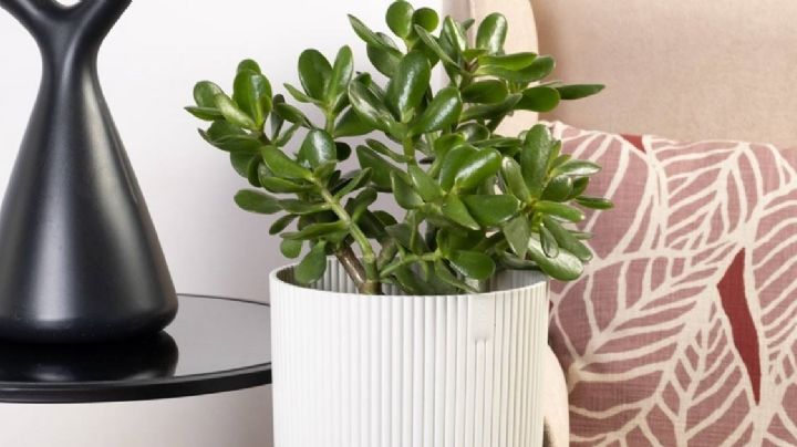 5 plantas para decorar interiores que verás mucho en 2024