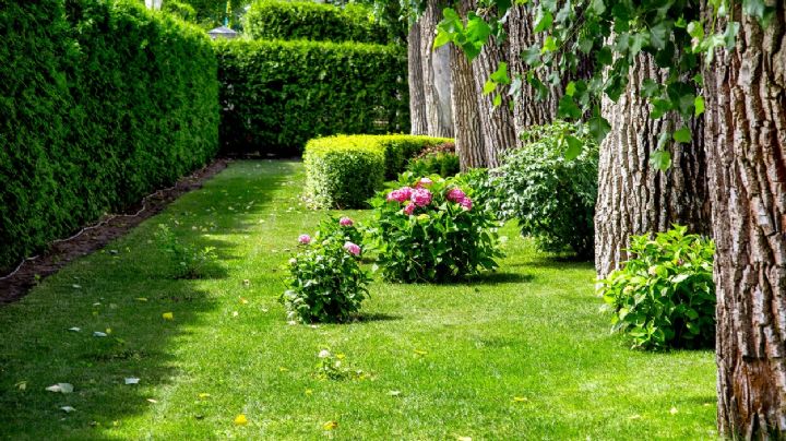 5 plantas que te aportarán privacidad para el jardín