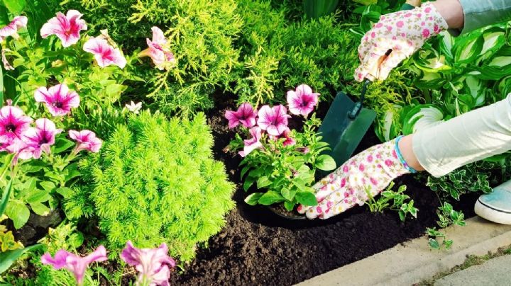 Cómo cuidar el jardín en el último tramo del verano: la palabra de un experto