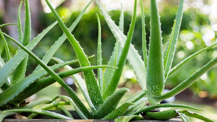 Aloe vera: cómo, cuándo y dónde conviene plantarlo para que crezca rozagante