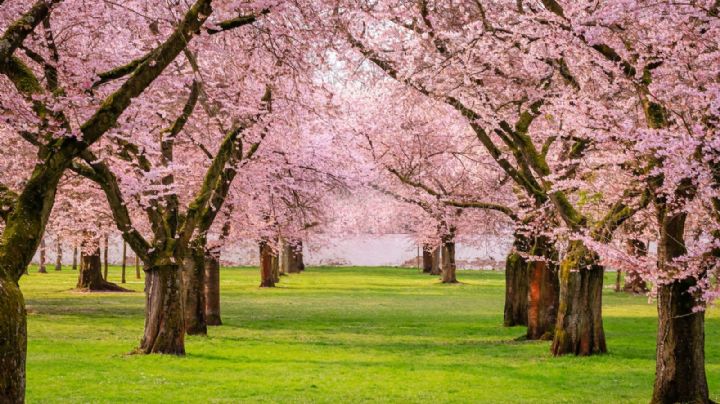 Árboles con flores rosas: 3 variedades ideales que puedes incorporar en tu jardín