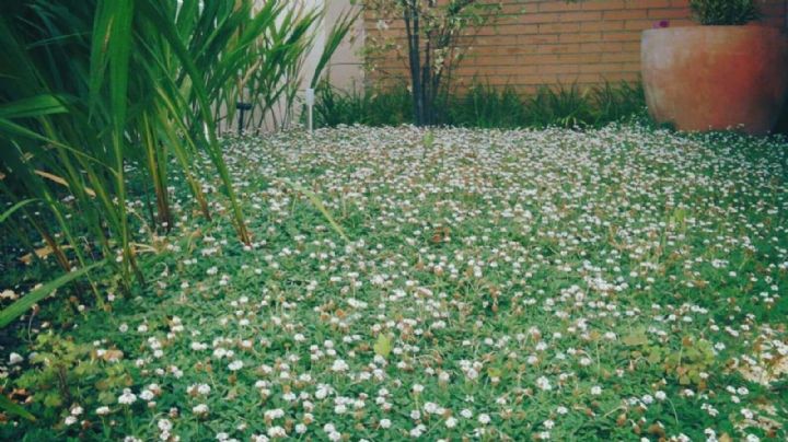 Te dejamos una guía con las mejores plantas rastreras para decorar tu jardín