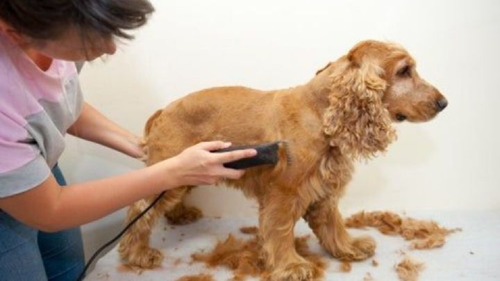 Cómo elegir la mejor máquina para cortar el pelo de mi perro en casa