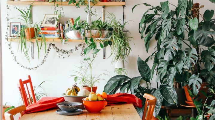 4 plantas de interior que crecen rápido y se cuidan prácticamente solas