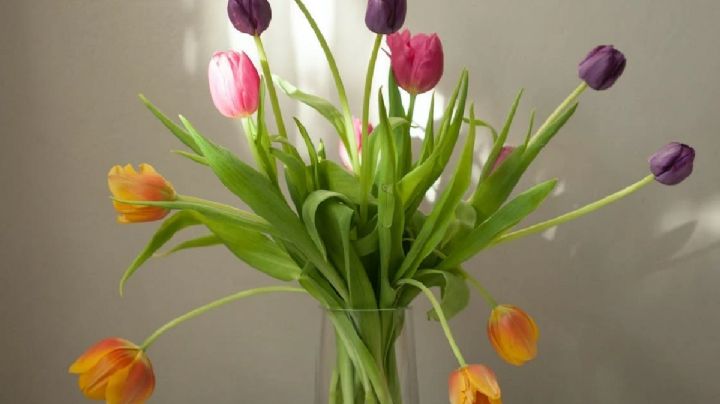 Consejos y trucos para que los tulipanes en florero duren más tiempo