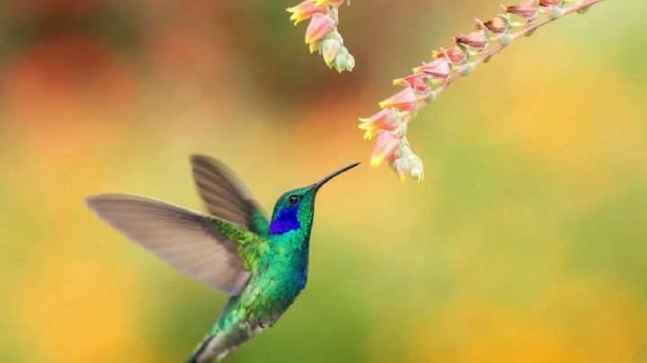 Un fotógrafo argentino capta el momento justo en el que un colibrí alimenta a sus polluelos