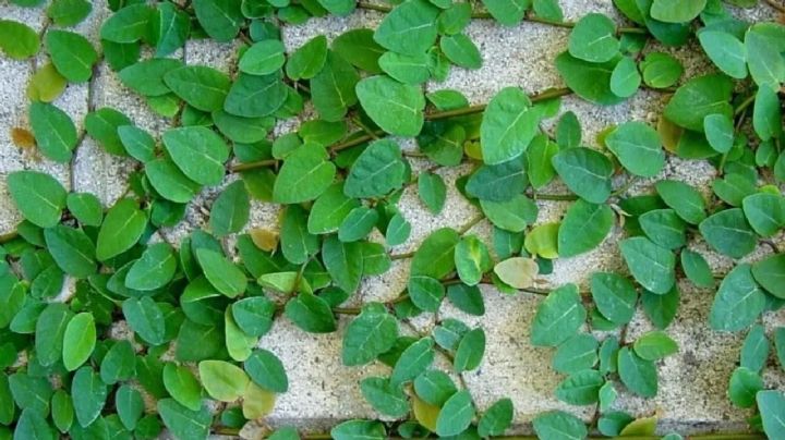Enamorada del Muro: Como reproducir y cuidar a esta bella planta trepadora