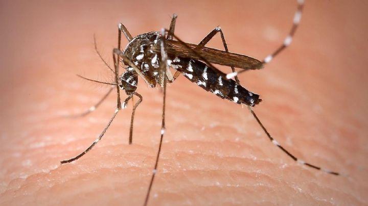 Por qué es importante que haya mosquitos en el planeta: la palabra de los expertos