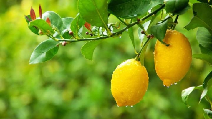 Trucos de jardinería: controla las plagas de tu árbol de limón