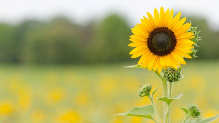 Los girasoles no siempre miran al sol y tampoco son flores