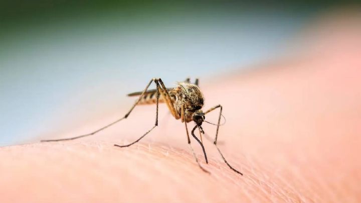 Así es el truco viral para ahuyentar mosquitos que todos están probando