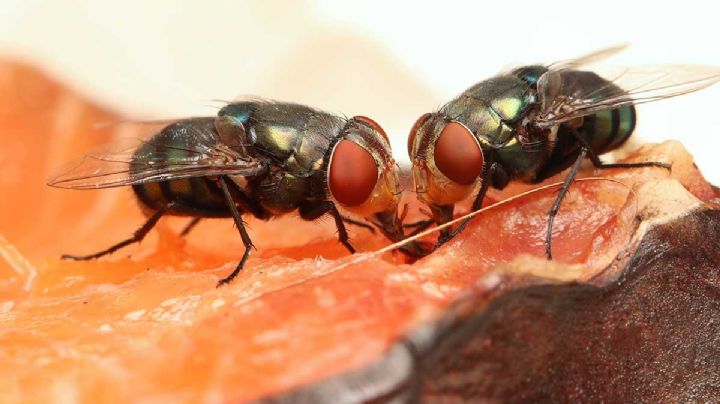 Por esta razón deberías evitar comer los alimentos en los que se han posado moscas