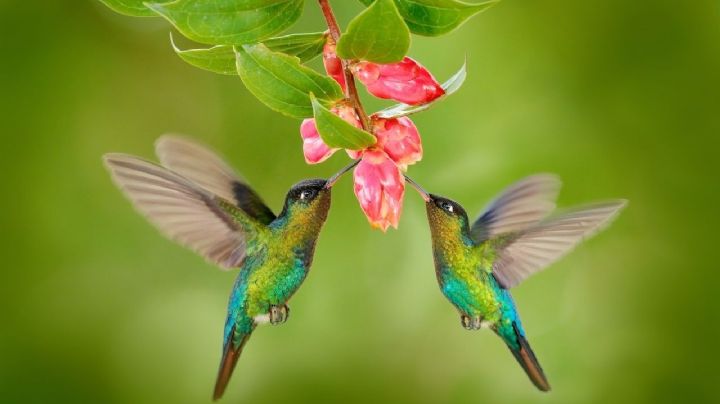 Guía para que los colibríes elijan visitar tu jardín