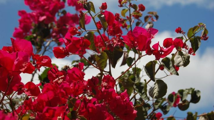 Las flores de la Santa Rita pueden aliviar tus ronquidos ¿mito o realidad?