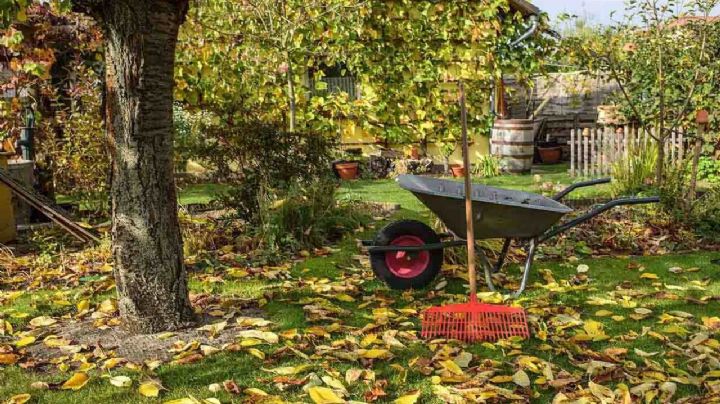 Jardín de otoño: guía completa de consejos y cuidados para que luzca radiante