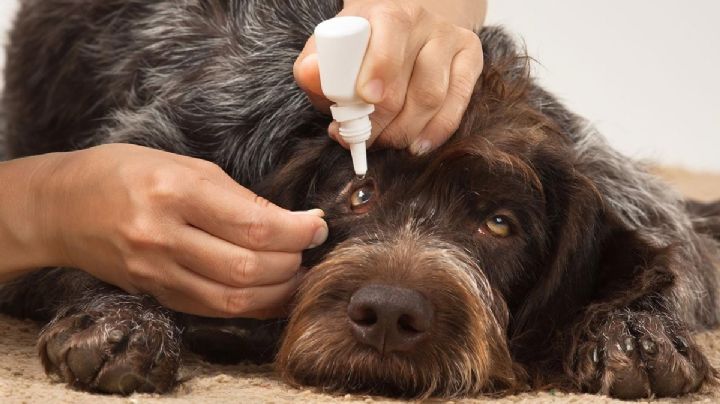 ¿Por qué le salen lagañas a los perros? Causas y tratamientos