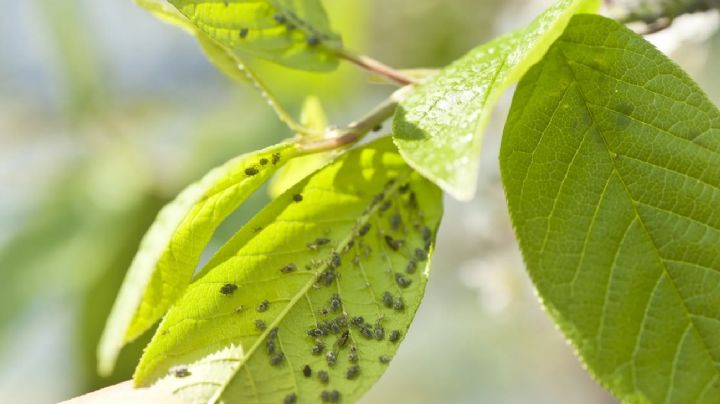 Trucos y consejos para reconocer qué tipo de plagas atacan tus plantas y cómo eliminarlas