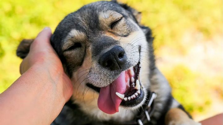 Descubre los secretos de la manzanilla: el superpoder natural para tu perro