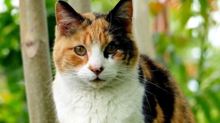 Lenguaje animal: como hace el gato para mostrarse dominante
