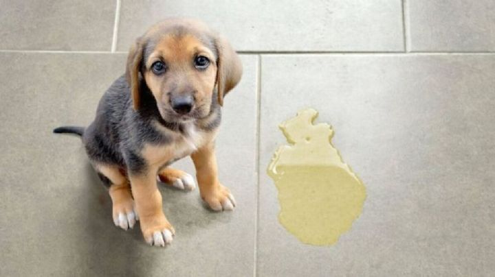 Descubre porque es peligroso limpiar la orina de tu perro o gato con lavandina