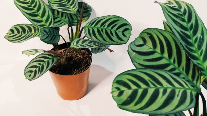 Calathea Zebrina: guía de cuidados para que luzca rozagante