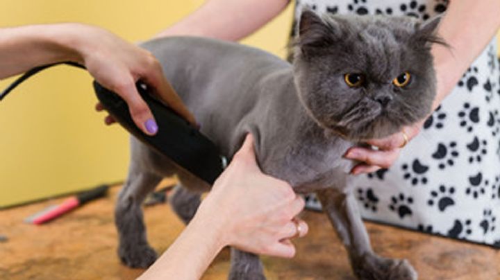 ¿Se le puede cortar el pelo al gato?: la palabra de los expertos
