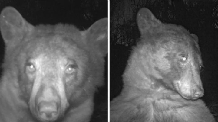 La increíble historia del oso que encontró una cámara y se sacó cientos de selfies