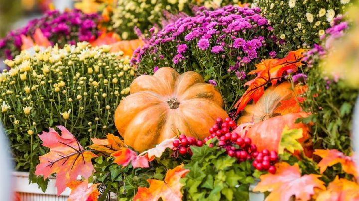 6 plantas ideales para mantener un jardín colorido el próximo otoño