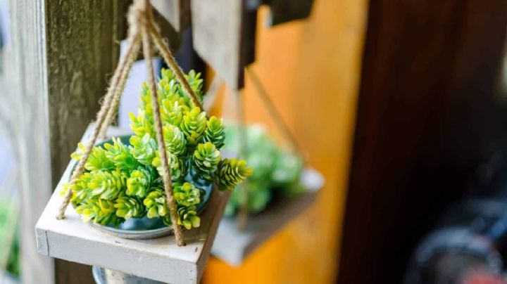 Feng shui: cómo usar las plantas artificiales y flores secas en casa