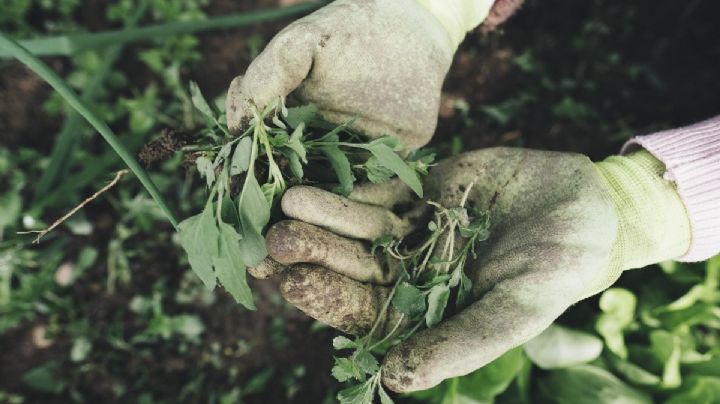 Las 5 malezas más peligrosas y tóxicas que pueden crecer en tu jardín o macetas