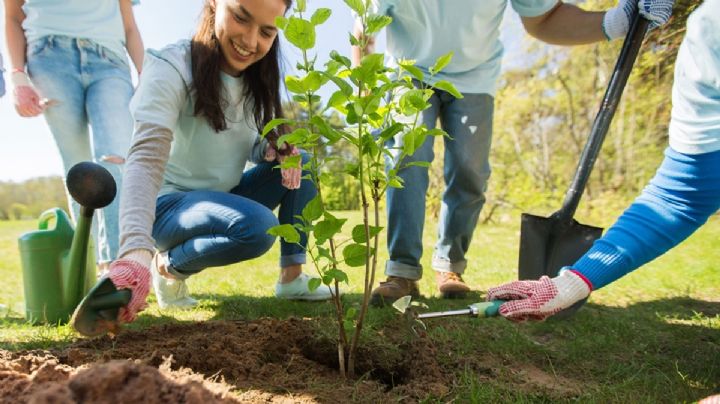 Cómo plantar correctamente un árbol y lograr un crecimiento acelerado