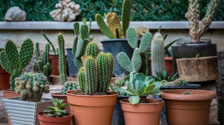 Guía para fertilizar cactus y suculentas: Nutrientes esenciales y cómo preparar un abono casero