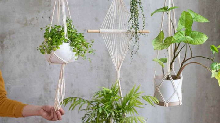 Decoración: 10 ideas inspiradoras para incorporar plantas colgantes en el interior del hogar