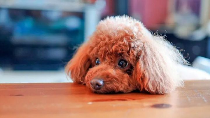 El perro y su relación con la comida: ¿por qué siempre pide más?