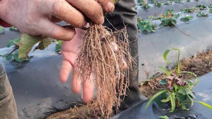 El Secreto Verde Revelado: Propagación de Plantas para un Jardín Infinito