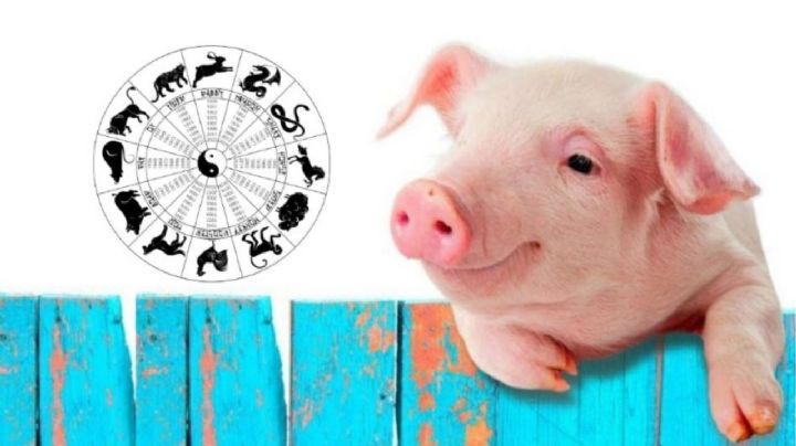 5 Consejos del Horóscopo Chino para que el Cerdo tenga un Domingo de Prosperidad y Alegría