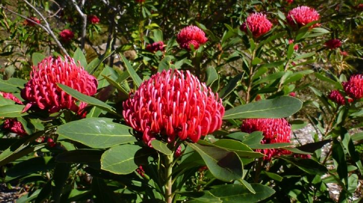Flores de Bush: qué son estas plantas australianas y en qué se diferencian de las Flores de Bach