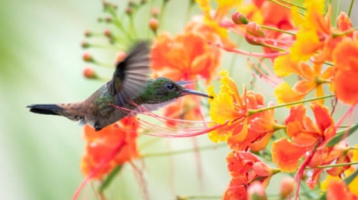 Caesalpinia gilliesii: Un llamativo arbusto leguminoso que atrae Colibríes