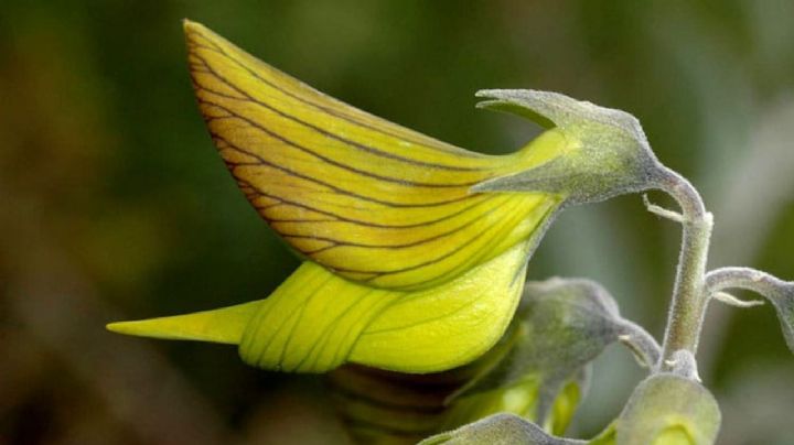 La magia del colibrí verde en tu jardín: Descubre la Crotalaria cunninghamii