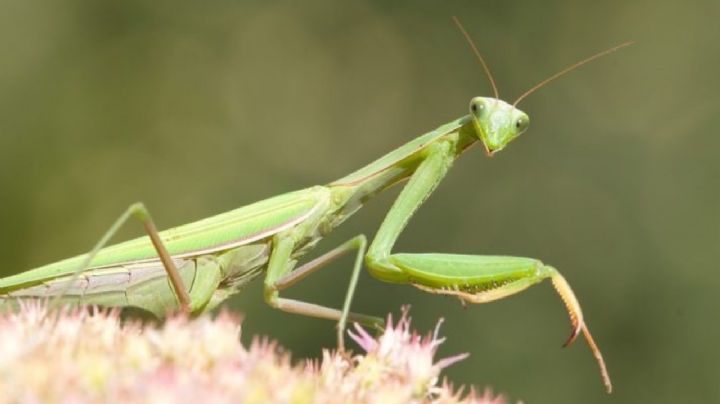 Cuál es el significado espiritual de que una Mantis Religiosa aparezca en tu hogar